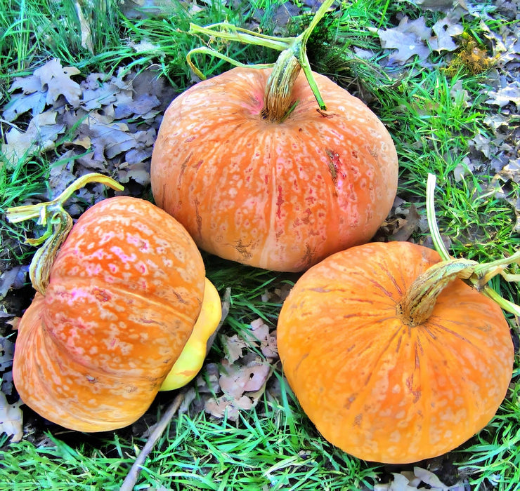 Lower Salmon River, Winter Squash, -- BoxGardenSeedsLLC -Squash,Pumpkins - Seeds