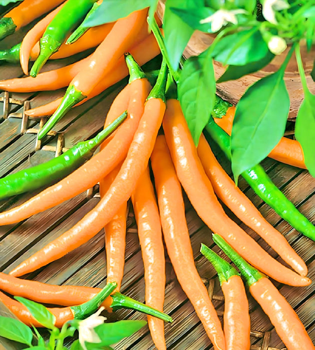 Orange Cayenne, Hot Pepper, - BoxGardenSeedsLLC -Peppers,Eggplants - Seeds