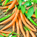 Orange Cayenne, Hot Pepper, - BoxGardenSeedsLLC -Peppers,Eggplants - Seeds