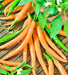 Orange Cayenne, Hot Pepper, -- BoxGardenSeedsLLC -Peppers,Eggplants - Seeds