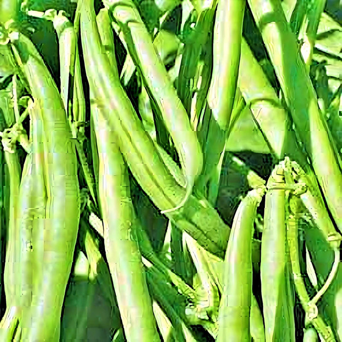 Kentucky Wonder Brown, Pole Bean, - BoxGardenSeedsLLC - - Seeds