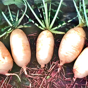 Giant Luo Buo, Radish - BoxGardenSeedsLLC - Radishes - Seeds - USA Seller, Thank you for shopping here today, Naturally Grown GMO Free Seeds, Heirloom Open Pollinated Seeds, Fresh Top Quality Premium Seeds