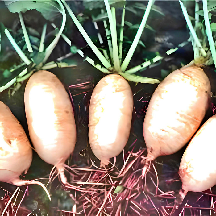 Giant Luo Buo, Radish, -- BoxGardenSeedsLLC -Radishes - Seeds