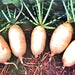 Giant Luo Buo, Radish, -- BoxGardenSeedsLLC -Radishes - Seeds