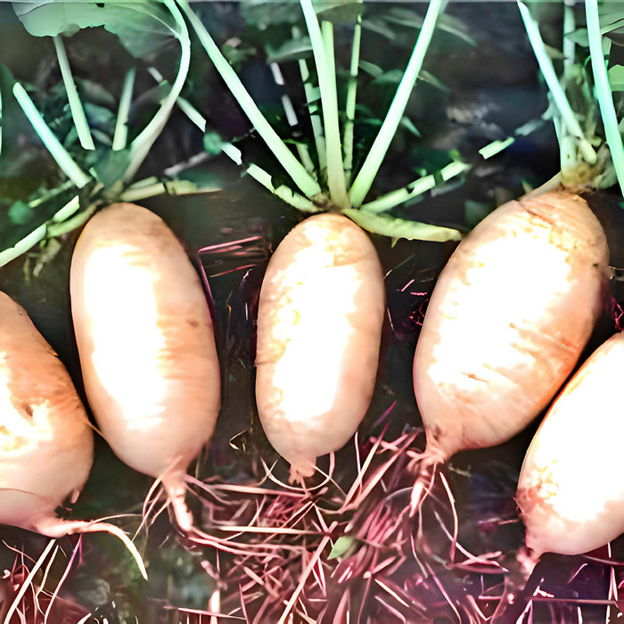 Giant Luo Buo, Radish, - BoxGardenSeedsLLC -Radishes - Seeds