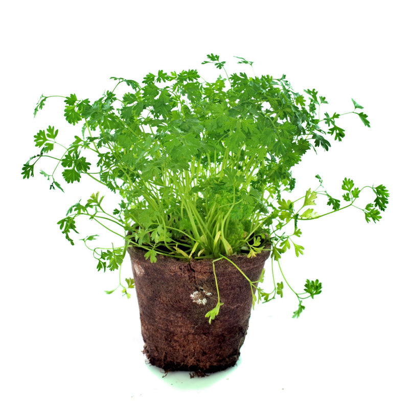 Curled Chervil Herb Seeds - Heirloom, Non-GMO, French Parsley for Garden