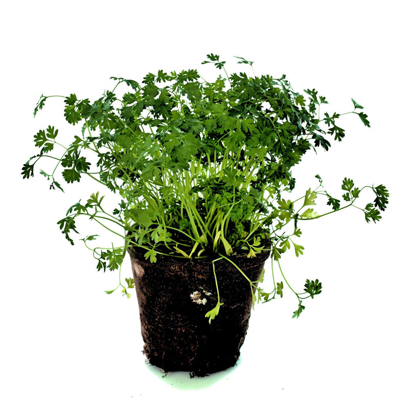 Curled Chervil Herb Seeds - Heirloom, Non-GMO, French Parsley for Garden