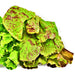 Freckles Romaine, Lettuce, - BoxGardenSeedsLLC -Lettuce - Seeds