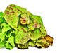 Freckles Romaine, Lettuce, -- BoxGardenSeedsLLC -Lettuce - Seeds