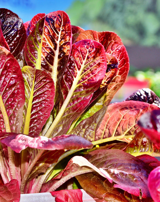 Red Romaine, Lettuce, - BoxGardenSeedsLLC -Lettuce - Seeds