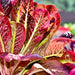 Red Romaine, Lettuce, - BoxGardenSeedsLLC -Lettuce - Seeds