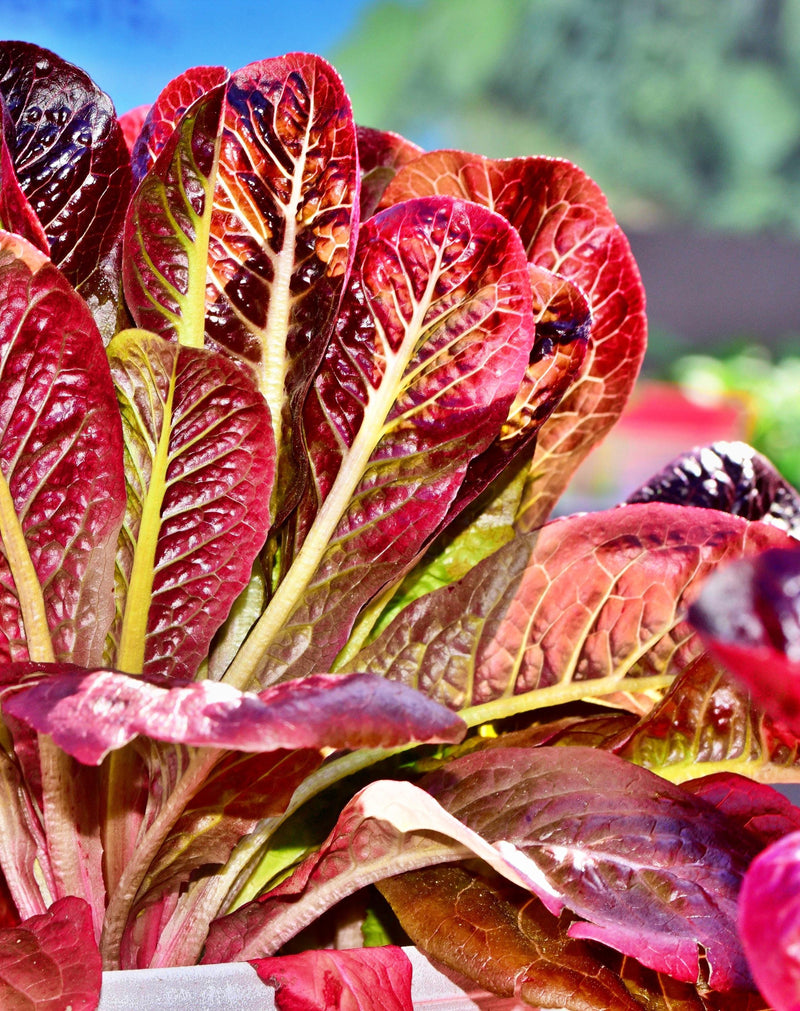 Red Romaine, Lettuce - BoxGardenSeedsLLC - Lettuce - Seeds - USA Seller, Thank you for shopping here today, Naturally Grown GMO Free Seeds, Heirloom Open Pollinated Seeds, Fresh Top Quality Premium Seeds