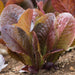 Red Romaine, Lettuce, - BoxGardenSeedsLLC -Lettuce - Seeds