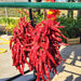 Big Jim Legacy Hatch Chile, Hot Pepper, - BoxGardenSeedsLLC -Abundant Stock SALE - Seeds