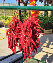 Big Jim Legacy Hatch Chile, Hot Pepper - BoxGardenSeedsLLC - Peppers,Eggplants - Seeds - USA Seller, Thank you for shopping here today, Naturally Grown GMO Free Seeds, Heirloom Open Pollinated Seeds, Fresh Top Quality Premium Seeds