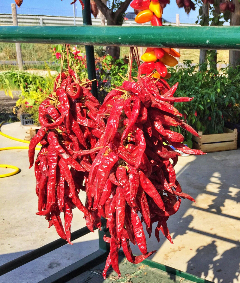 Big Jim Legacy Hatch Chile, Hot Pepper - BoxGardenSeedsLLC - Peppers,Eggplants - Seeds - USA Seller, Thank you for shopping here today, Naturally Grown GMO Free Seeds, Heirloom Open Pollinated Seeds, Fresh Top Quality Premium Seeds
