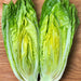 Giant Caesar, Romaine Lettuce, - BoxGardenSeedsLLC -Lettuce - Seeds