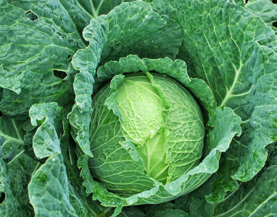 Danish Ballhead, Cabbage, -- BoxGardenSeedsLLC -Cabbage, Kale - Seeds