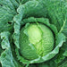 Danish Ballhead, Cabbage, - BoxGardenSeedsLLC -Cabbage, Kale - Seeds