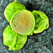 Brunswick, Cabbage, - BoxGardenSeedsLLC -Cabbage, Kale - Seeds