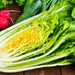 Kogane, Chinese Cabbage, - BoxGardenSeedsLLC -Cabbage, Kale - Seeds