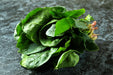 Winter Giant, Spinach, -- BoxGardenSeedsLLC -Gourmet/Native Greens - Seeds