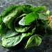 Winter Giant, Spinach, - BoxGardenSeedsLLC -Gourmet/Native Greens - Seeds