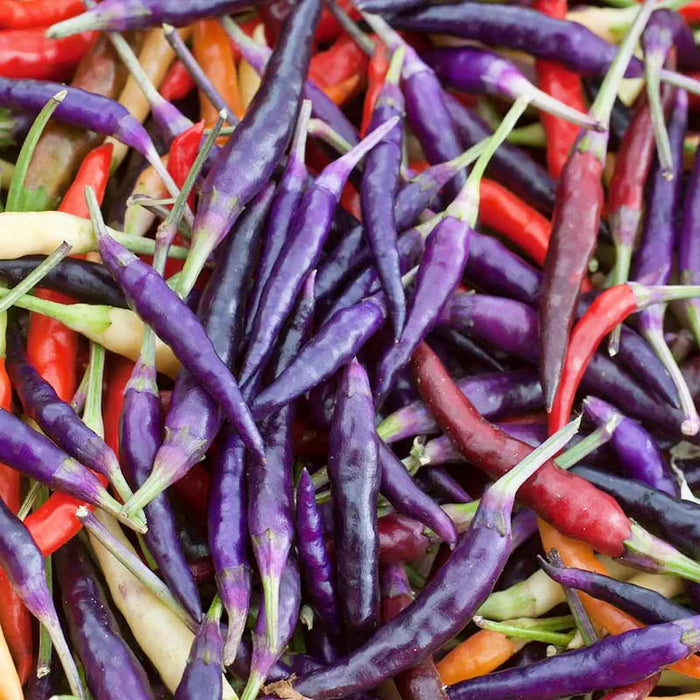 Purple Cayenne Chili, Hot Pepper, - BoxGardenSeedsLLC -Peppers,Eggplants - Seeds