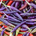 Purple Cayenne Chili, Hot Pepper, - BoxGardenSeedsLLC -Peppers,Eggplants - Seeds