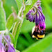 True Comfrey, (Symphytum officinale), -- BoxGardenSeedsLLC -Culinary/Medicinal Herbs - Seeds