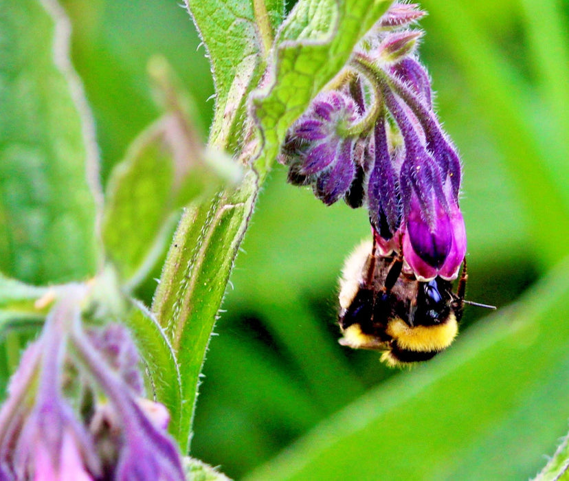 True Comfrey, (Symphytum officinale), -- BoxGardenSeedsLLC -Culinary/Medicinal Herbs - Seeds