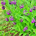 True Comfrey, (Symphytum officinale), -- BoxGardenSeedsLLC -Culinary/Medicinal Herbs - Seeds