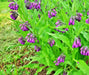 True Comfrey, (Symphytum officinale), -- BoxGardenSeedsLLC -Culinary/Medicinal Herbs - Seeds