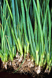 Heshiko, Japanese Bunching Onion - BoxGardenSeedsLLC - Onions,Leeks - Seeds - USA Seller, Thank you for shopping here today, Naturally Grown GMO Free Seeds, Heirloom Open Pollinated Seeds, Fresh Top Quality Premium Seeds