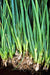 Heshiko, Japanese Bunching Onion, -- BoxGardenSeedsLLC -Onions,Leeks - Seeds