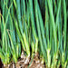 Heshiko, Japanese Bunching Onion, - BoxGardenSeedsLLC -Onions,Leeks - Seeds