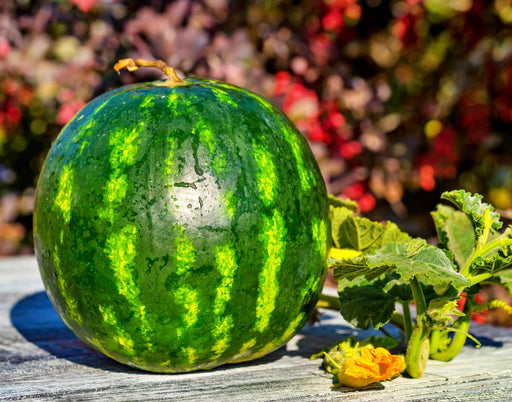 Cal Sweet Bush, Watermelon, - BoxGardenSeedsLLC -Melons, Cantaloupe - Seeds