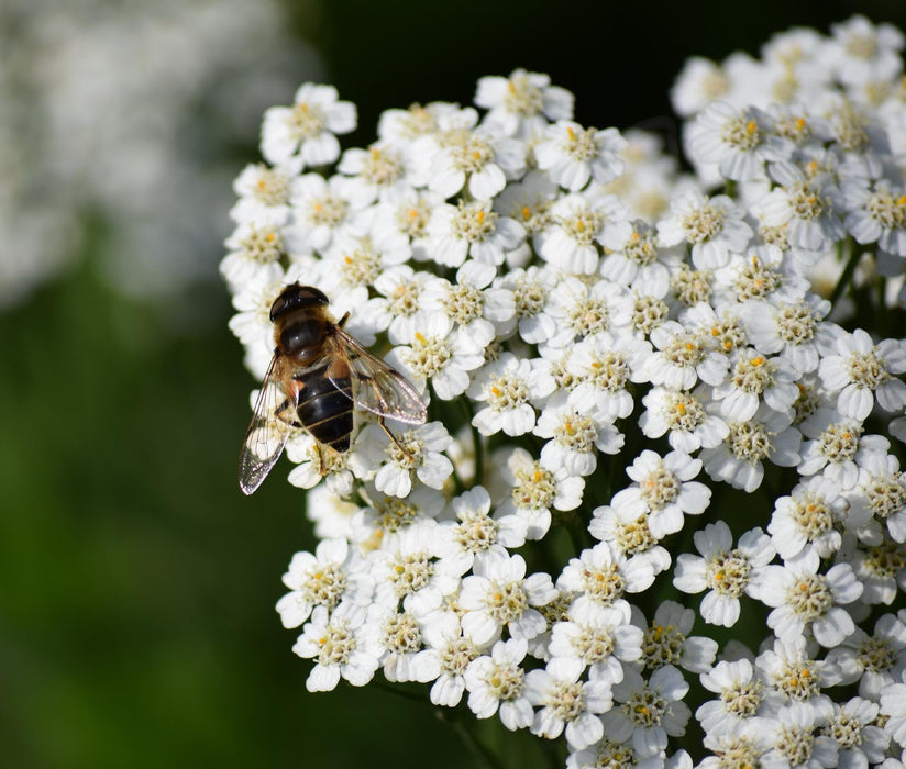 White, Yarrow, - BoxGardenSeedsLLC -Culinary/Medicinal Herbs - Seeds