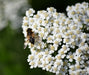White, Yarrow - BoxGardenSeedsLLC - Culinary/Medicinal Herbs - Seeds - USA Seller, Thank you for shopping here today, Naturally Grown GMO Free Seeds, Heirloom Open Pollinated Seeds, Fresh Top Quality Premium Seeds