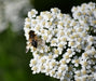 White, Yarrow, -- BoxGardenSeedsLLC -Culinary/Medicinal Herbs - Seeds