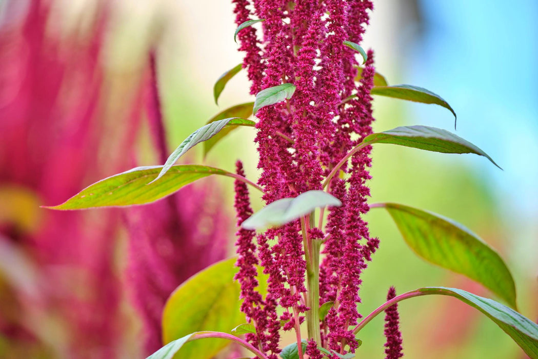 Midnight Red, Amaranth, - BoxGardenSeedsLLC -Culinary/Medicinal Herbs - Seeds