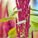 Midnight Red, Amaranth, - BoxGardenSeedsLLC -Culinary/Medicinal Herbs - Seeds