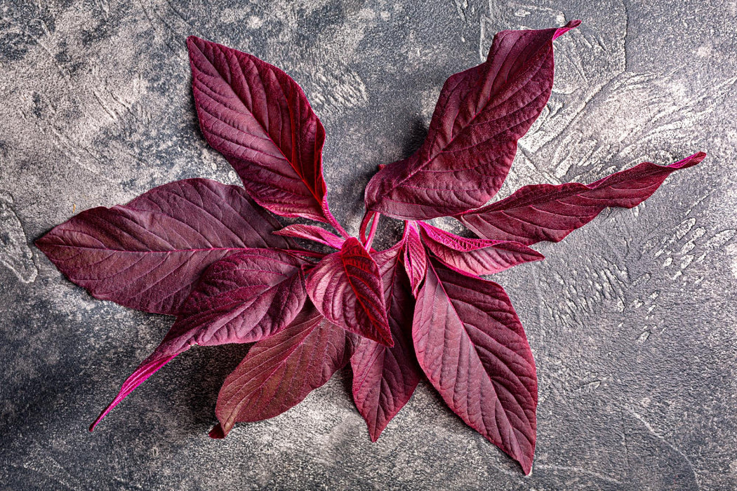 Midnight Red, Amaranth, -- BoxGardenSeedsLLC -Culinary/Medicinal Herbs - Seeds