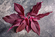 Midnight Red, Amaranth, -- BoxGardenSeedsLLC -Culinary/Medicinal Herbs - Seeds