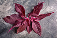 Midnight Red, Amaranth - BoxGardenSeedsLLC - Culinary/Medicinal Herbs - Seeds - USA Seller, Thank you for shopping here today, Naturally Grown GMO Free Seeds, Heirloom Open Pollinated Seeds, Fresh Top Quality Premium Seeds, Fresh Heirloom Open Pollinated Seeds
