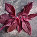 Midnight Red, Amaranth, - BoxGardenSeedsLLC -Culinary/Medicinal Herbs - Seeds