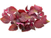 Red Shiso, Culinary & Medicinal Herbs - BoxGardenSeedsLLC - Culinary/Medicinal Herbs - Seeds - USA Seller, Thank you for shopping here today, Naturally Grown GMO Free Seeds, Heirloom Open Pollinated Seeds, Fresh Top Quality Premium Seeds