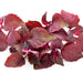 Red Shiso, Culinary & Medicinal Herbs, - BoxGardenSeedsLLC -Culinary/Medicinal Herbs - Seeds