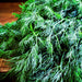 Dill Bouquet, Herb, - BoxGardenSeedsLLC -Culinary/Medicinal Herbs - Seeds