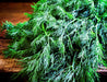 Dill Bouquet, Herb, -- BoxGardenSeedsLLC -Culinary/Medicinal Herbs - Seeds